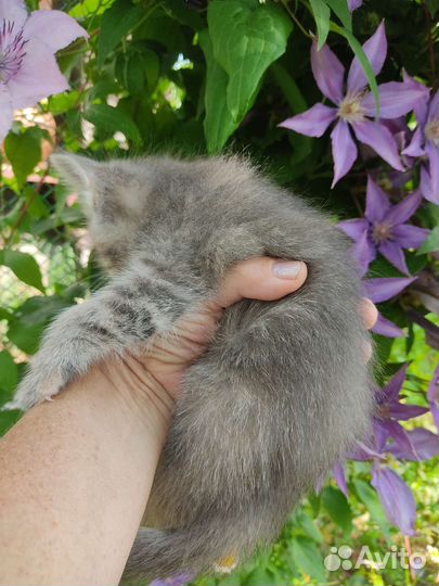 Котята в добрые руки бесплатно