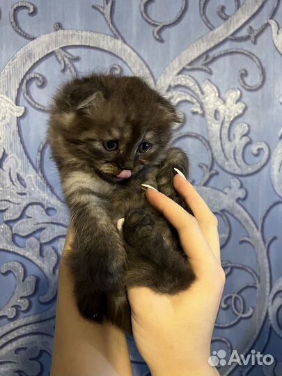 Вислоухий котэ