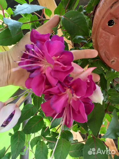 Фуксия ампельная