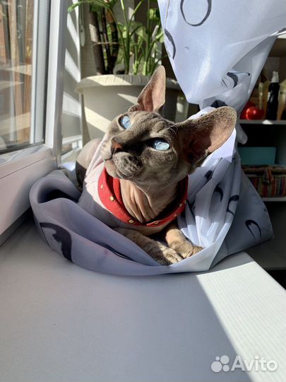 Вязка сфинкс