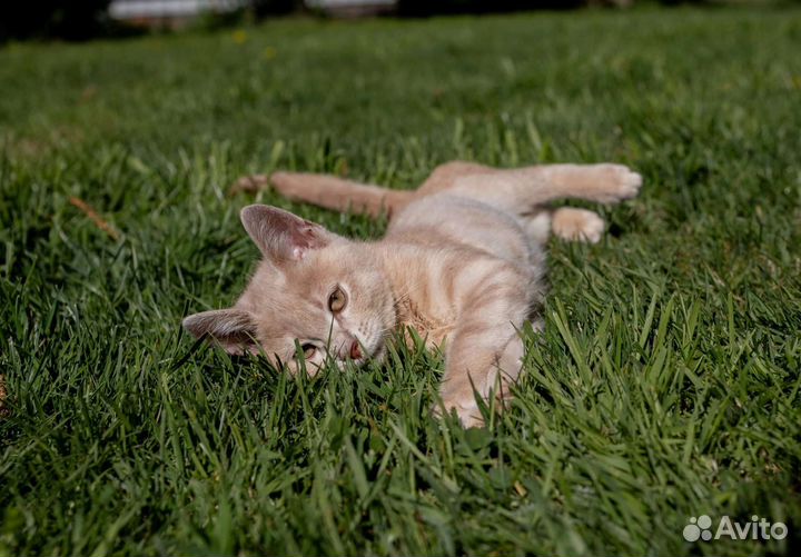 Хикару особенный котёнок в добрые руки бесплатно