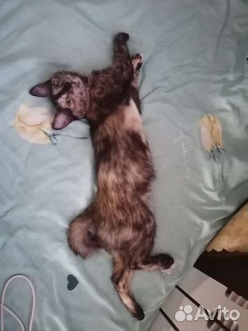 Кошечка в добрые руки