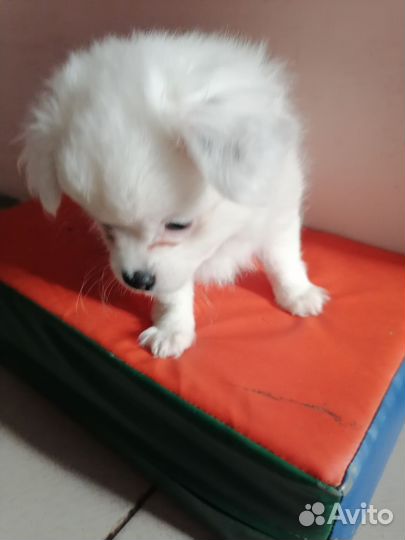 Щенки помчи