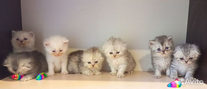 Шотландские котята