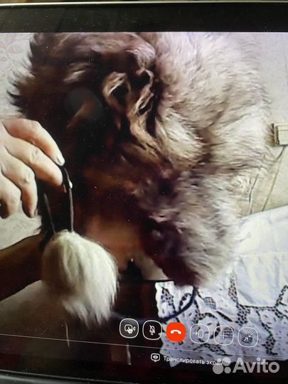 Шапки песец