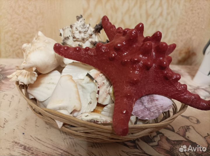 Набор ракушек