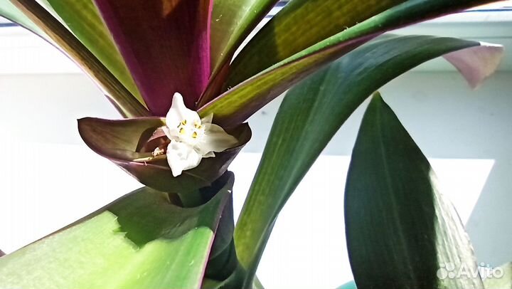 Традесканция Рео