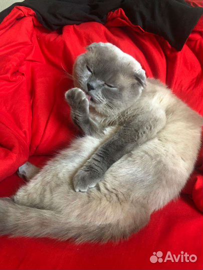 Шотландская вислоухая кот