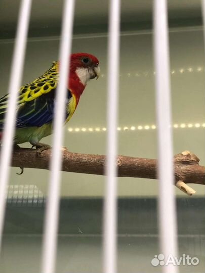 Птенцы волнистый попугай, Корелла, Розелла