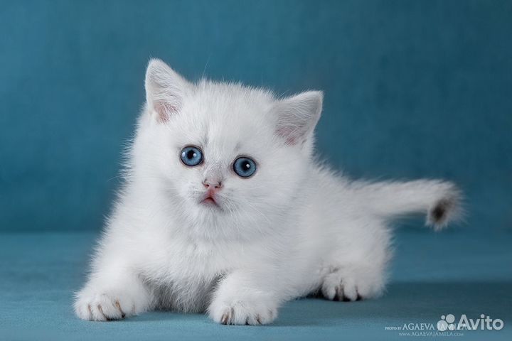 Котята британской золотой и серебристой шиншиллы