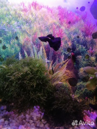 Аквариумная рыбка Гуппи чёрные