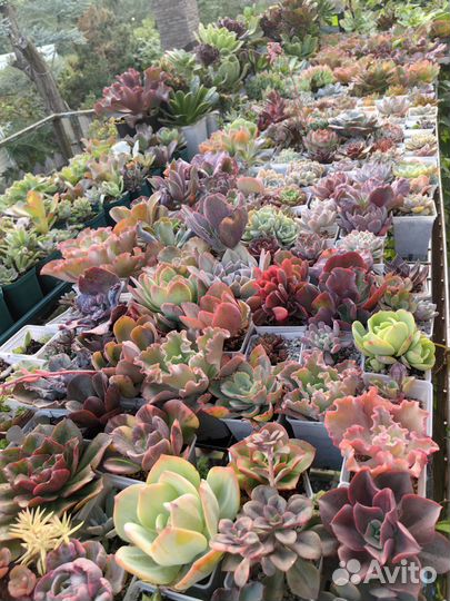 Суккуленты набором. Много сортов
