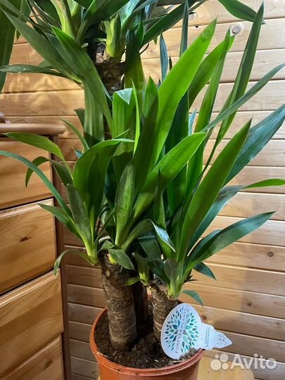 Пальма юкка D- 21 /H-110 -3 ствола