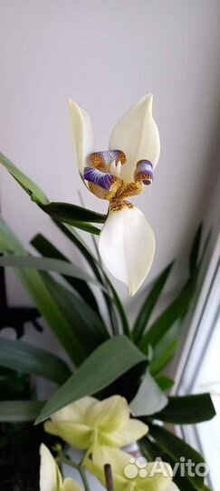 Неомарика,клеодрендрум