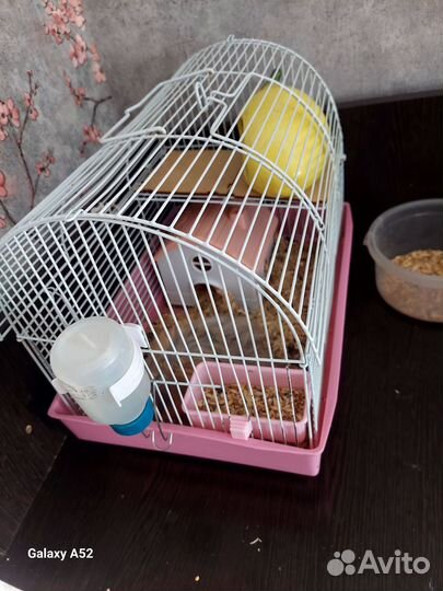 Сирийский хомяк с клеткой