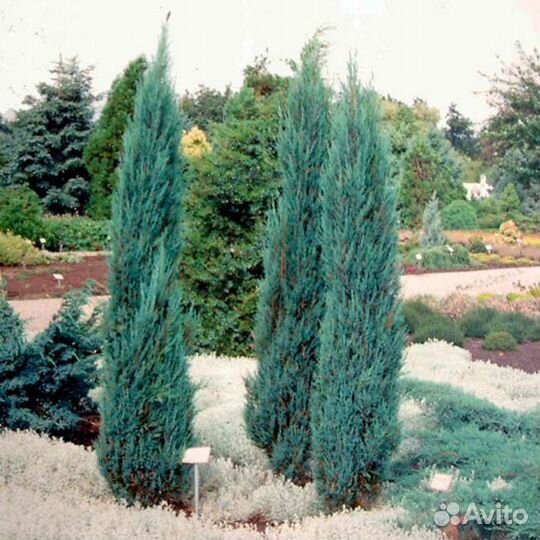 Хвойные растения