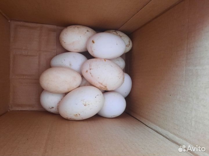 Инкубационное яйцо гусей линда