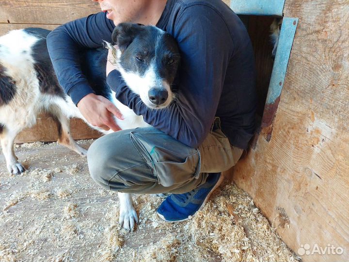 Трусишка Луша из приюта