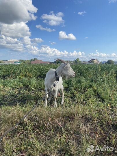 Козы дойные