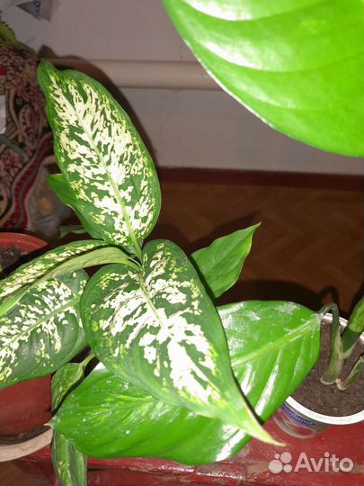 Комнатные цветы