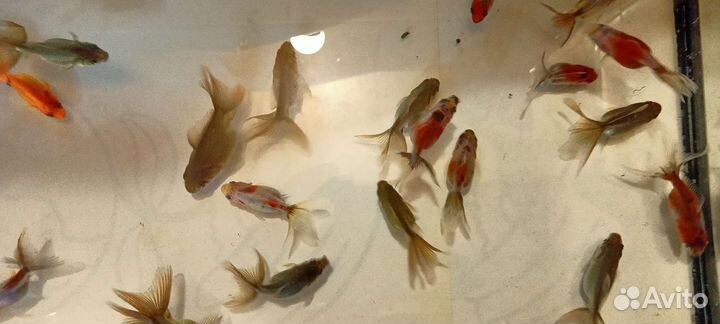 Золотые рыбки