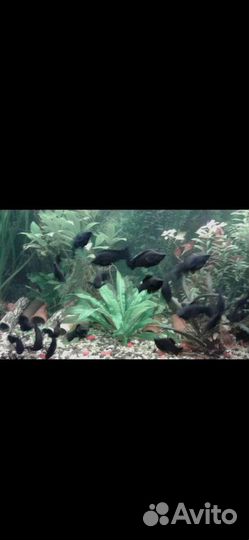 Велифера Нигра/парусная