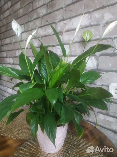 Спатифиллум