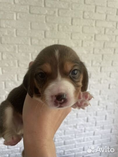 Щенки Бигля