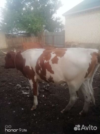 Тёлочка 1,5 года