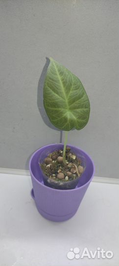 Алоказии (детки)