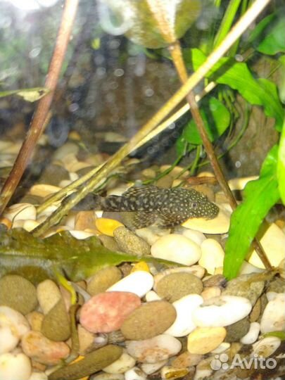 Аквариумные рыбки и растения, грунт