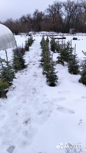 Ели голубые 2-8 летки