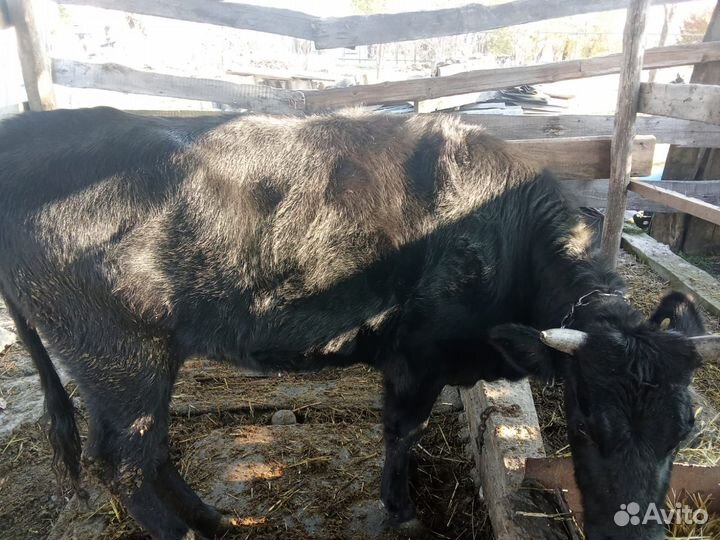 Телка на мясо 2 года