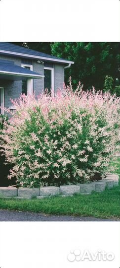 Миндаль,Спирея, Пузыреплодник, Можжевельник