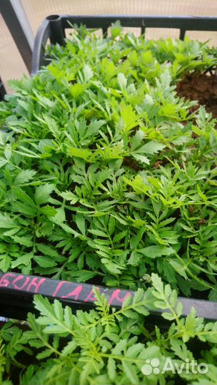 Чална Рассада овощей и цветов