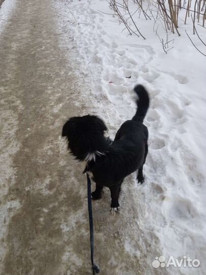 Собака в добрые руки отдам бесплатно