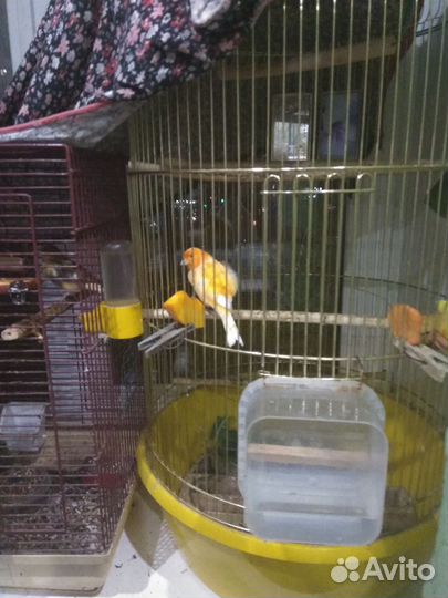 Кенара и канарейки