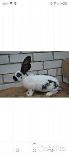 Кролики мясных пород