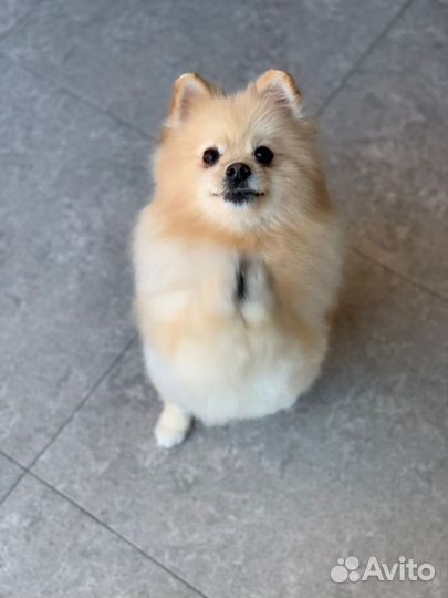 Немецкий шпиц вязка