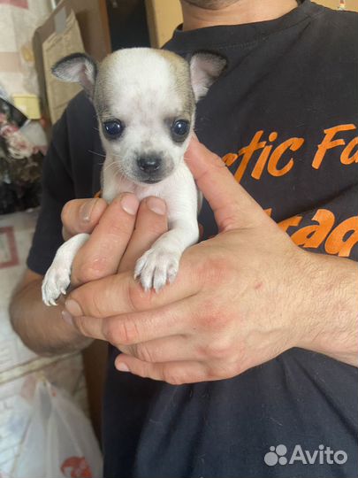 Продажа маленьких собак