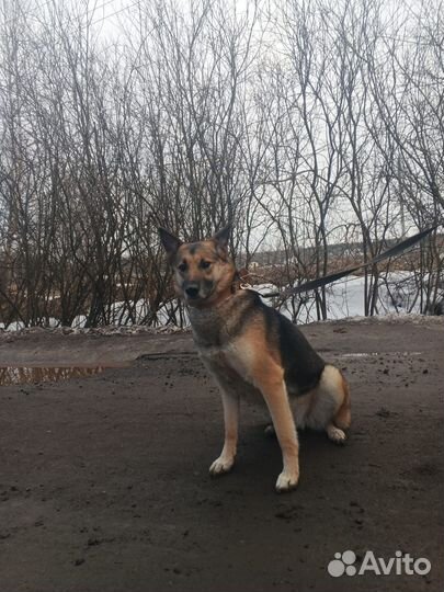 Овчарка метис Вео