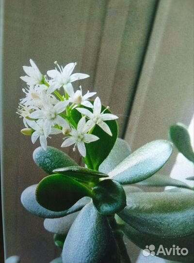 Толстянка, денежное дерево