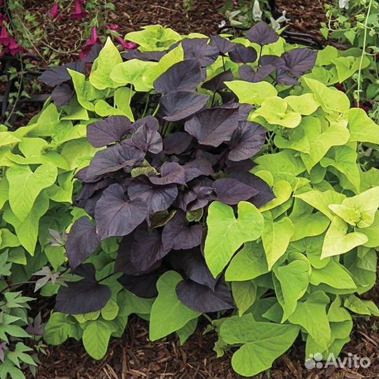 Ипомея батат черенки