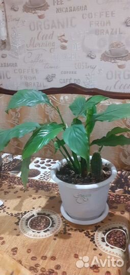 Спатифиллум