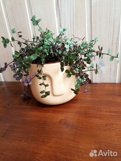 Растения для кашпо-головы