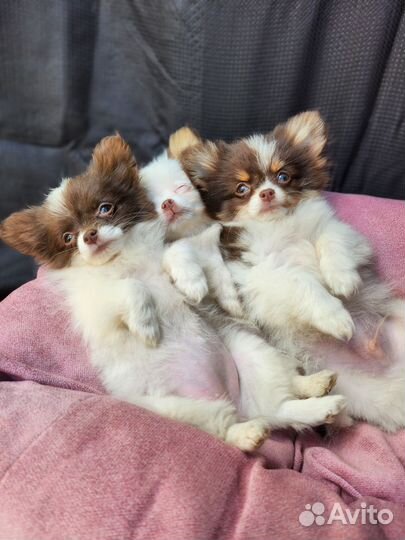 Самые красивые