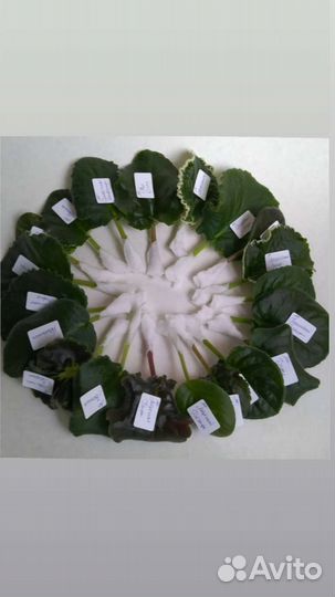 Фиалка лист