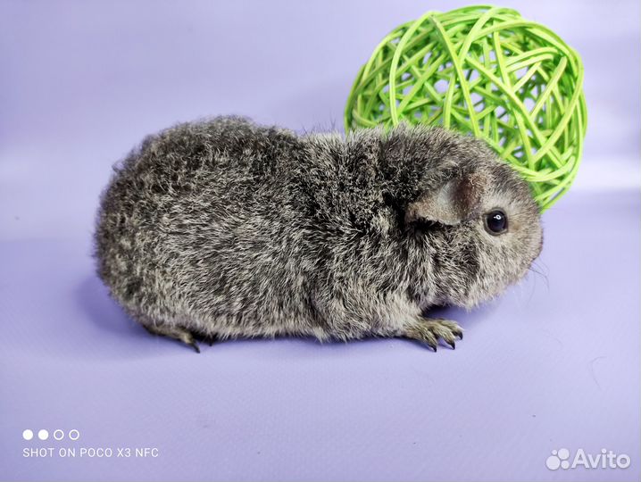 Морские свинки разных пород(девочки)