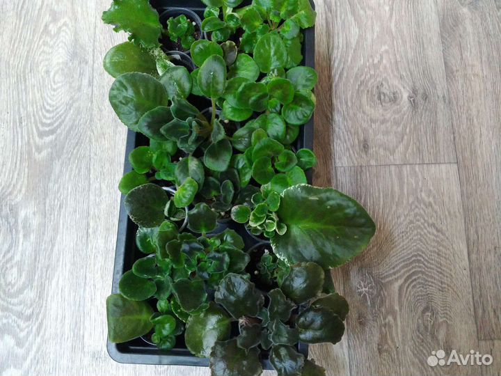 Фиалки набор