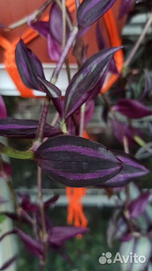 Традесканции сортовые